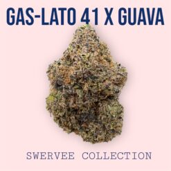 GAS-LATO 41 x GUAVA  (100$OZ)